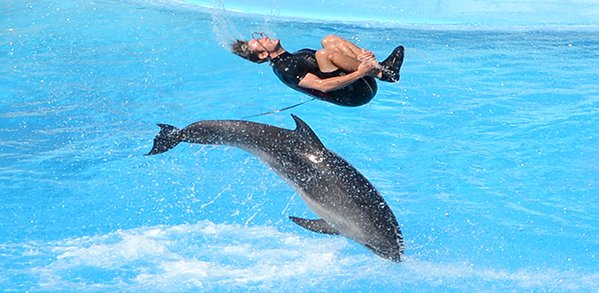 SPECTACLE DE DAUPHINS & MORSE